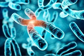 宝宝的性别是如何决定的？图片