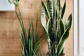 虎皮兰养护攻略，帮你养好虎皮兰图片