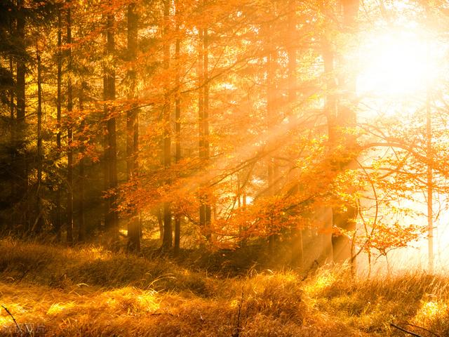 领袖型管理者的4项素质