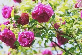 万物有灵 | 山坡蔷薇谁可摘——山刺玫图片