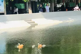 嘎~津河这一家，可可爱爱鸭！图片