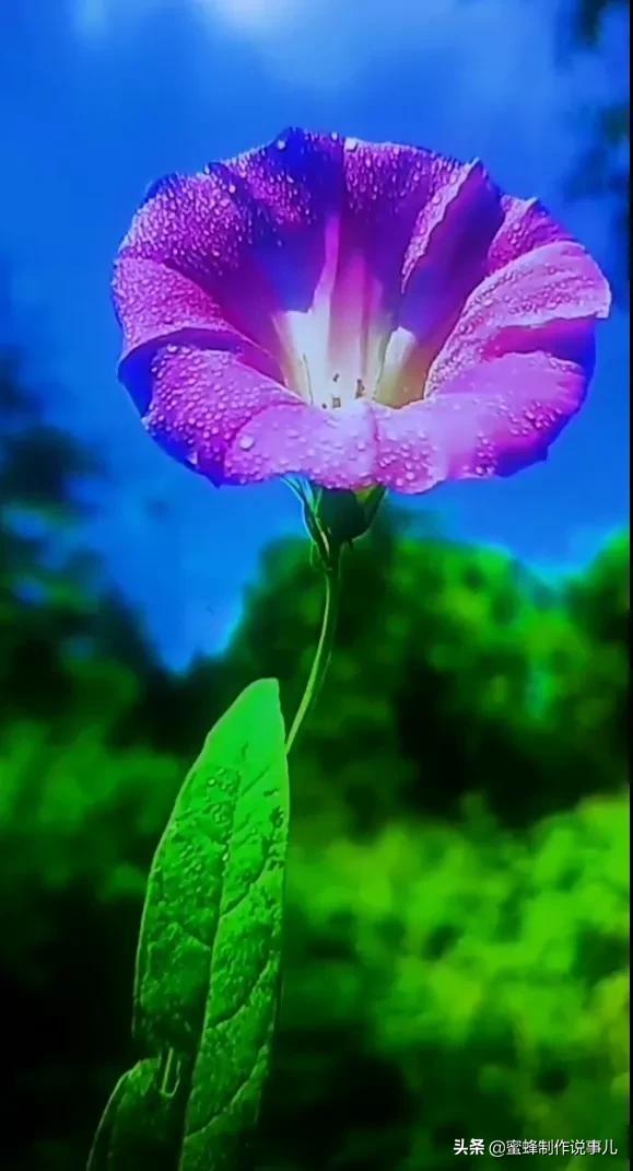 一束鲜花，醉蓝天