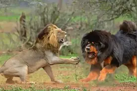 “天价藏獒”骗局破灭，青海上万只藏獒沦为野狗，居民都不敢出门图片