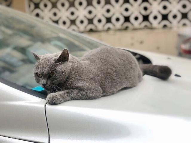 猫咪必不可少的营养素——牛磺酸，你了解多少？