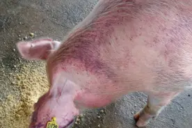 猪常见的皮肤病有哪些？猪各种皮肤病的症状和治疗，本文告诉你图片