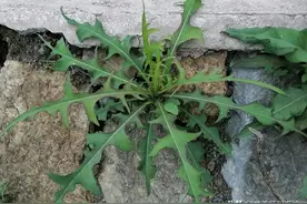 果实像翅膀，老人称它为“清肠草”，曾嫌弃它味苦，如今却抢着吃图片
