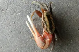 What，螃蟹爪子断了还能长出来？图片