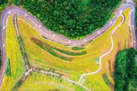 金色花海美如童话！金堂这片山，已经铺上了……图片