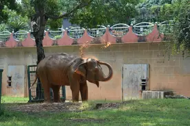 南宁动物园将改建，重点打造中国灵长馆、大象谷等13座明星馆舍图片