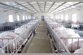 猪怎么喂才能长得快？生猪催肥的窍门在这里，快来学习吧图片