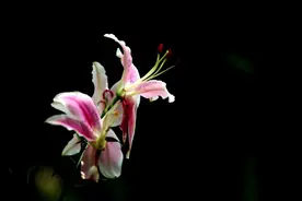 姓名笔画排序和姓氏笔画排序有什么区别图片