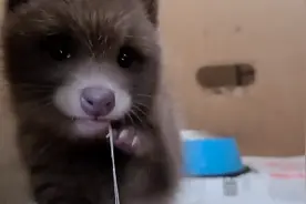 上海居民收养“流浪狗”，越喂越不对劲，它竟是重点保护动物？图片