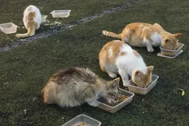 同济大学大量流浪猫疑遭投毒！“投毒者”会被判刑吗？图片