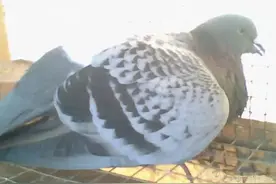 信鸽新城疫的防治图片