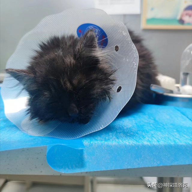 在宠物医院花了1200元说没救了，到了救助站几毛钱就治好了！