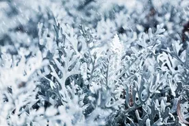 河北印发实施方案：到2025年，人工增雨（雪）能力达到33亿吨以上图片