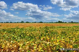 阴囊潮湿，尿黄灼热，功能障碍为什么吃补药无用？图片