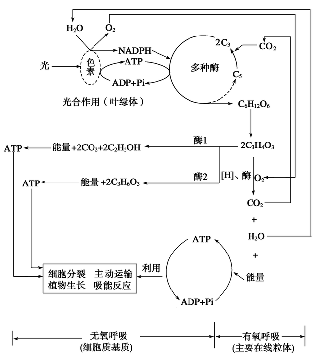 高中生物-细胞代谢