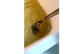 为了吃一口，也是拼了图片