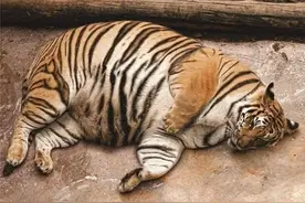 母老虎独来独往，怀孕了怎么办？雄虎不帮忙，如何解决食物问题？图片