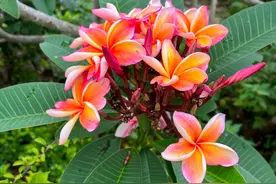 【院史故事2】鸡蛋花很常见，可您见过一百多岁的鸡蛋花树吗？图片