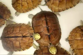 石金钱龟的困境：曾一只千元供不应求，现一只3元，为何跌这么狠图片