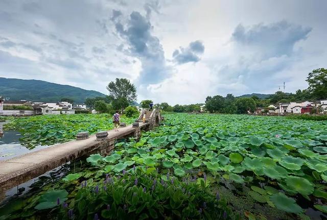 拍点发现 | 今年夏天,去这些地方拍荷花