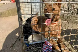 “救人都没这么大动静”，云南曲靖小狗掉入深洞数年后被救，救援队往返3000公里，下洞12次，引数亿网友围观图片