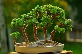 如何把“金枝玉叶”养出美感，要先学会“晒”，才能养出艺术感图片