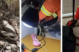 广东一居民家惊现2.5米蟒蛇！小心蛇出没......图片