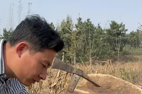 这种野草能吸取黄金，因此被称为黄金草。它就是问荆属于木贼科小型蕨类植物。#神奇植物在哪里 #科普 #新农人计划