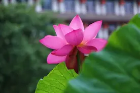 无缘夫妻的爱人，就让我们在梦里相依图片