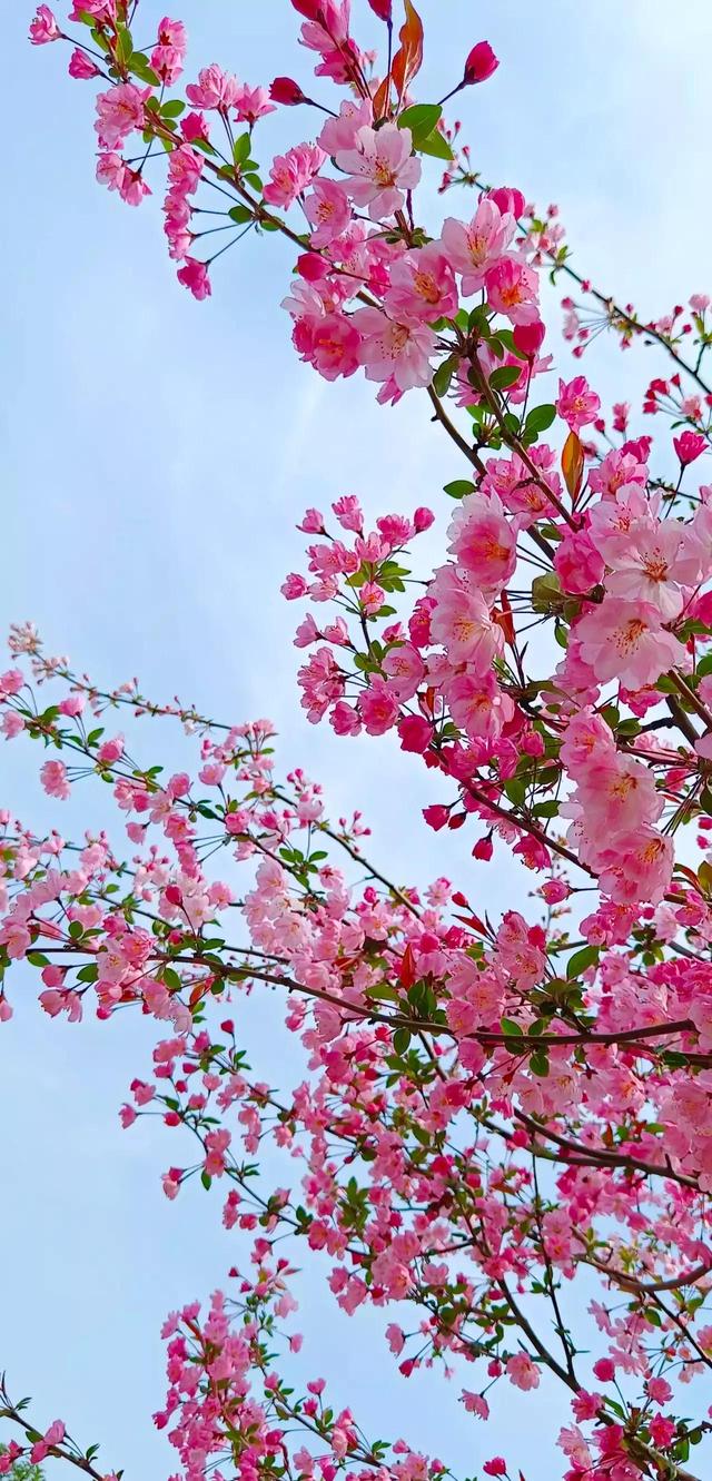 高清壁纸|植物花卉,治愈养眼,小清新唯美