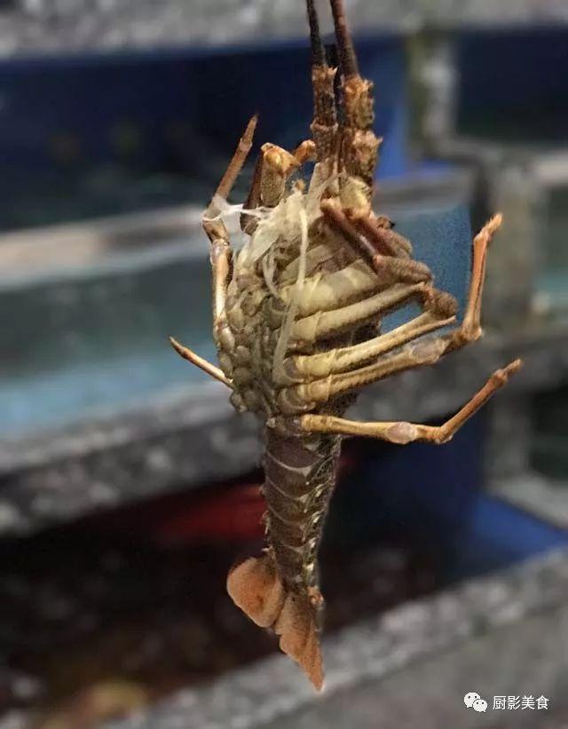 什么海鲜胶原蛋白最多 2025年海鲜含有胶原蛋白吗