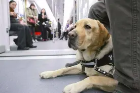 俗语“男不养猫，女不养狗”有道理吗？究竟表达的是什么意思？图片