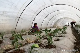 移栽辣椒、茄子、番茄，浅栽好还是深栽好？栽小苗还是栽大苗？图片