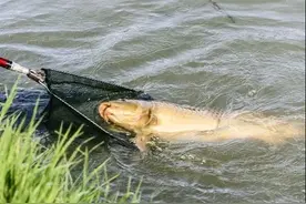 野钓如何选钓位？钓鱼时记住这三点，连竿爆护不是梦图片