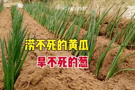 栽葱不能浇水？掌握5点种植窍门，大葱成活率高，葱白又长又粗图片