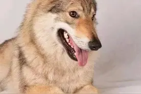 十二生肖之狗图片