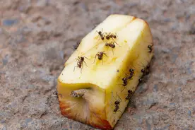 家里有蚂蚁不用开水烫，教你4个妙招，蚂蚁不敢来你家，安全管用图片