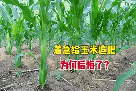 玉米追肥犯了2点错误，过了15天后悔了，学会4点技巧，避免浪费钱图片