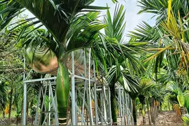 在海南我所见过的经济作物，槟榔是最脆弱的，管理不容易！图片