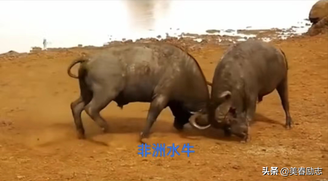 盘点非洲10大危险动物，为何狮群被集体团灭？谁才是非洲王者？