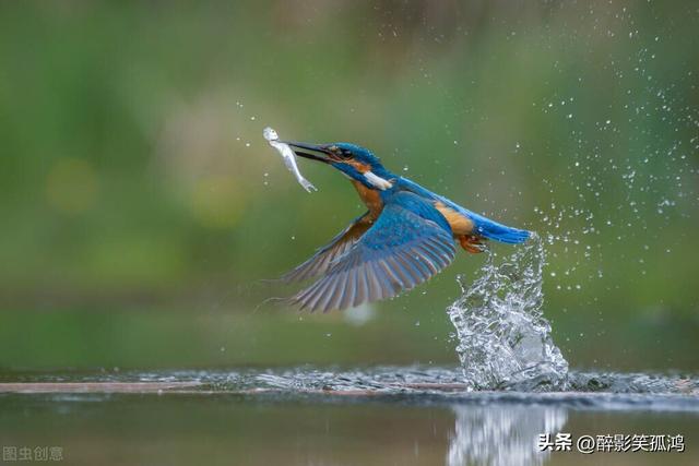 三年级语文上册第15课《搭船的鸟》课堂笔记，要学会仔细观察