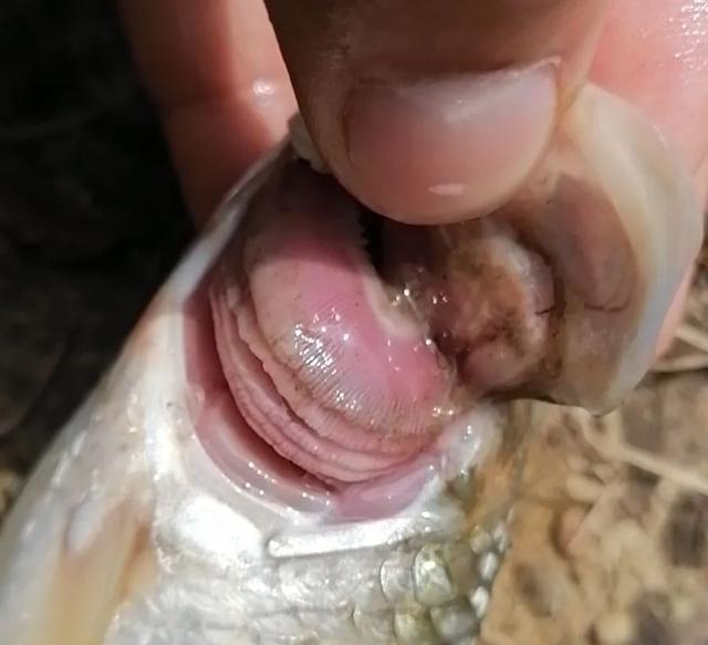 简析疑难杂症——鱼类败血症的防控：难治的集多症状于一身的鱼病