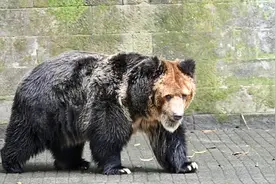 所有棕熊中为何藏马熊特别危险？路遇熊宝宝，再可爱也要立即远离图片