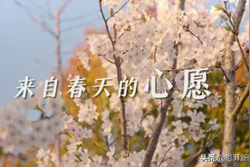 错过的春天，来看看疫情中上海人遗落了多少心愿图片