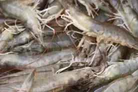 中听 | 用盐碱地造海养海鲜，遥遥领先！图片