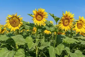 向日葵花开，来七孔桥花海看人间“小太阳”~图片