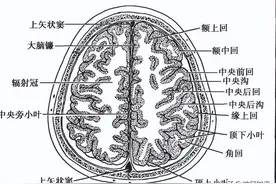头部结构的断面解剖学特点——知识点分享图片